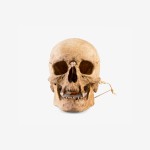 Men Skull