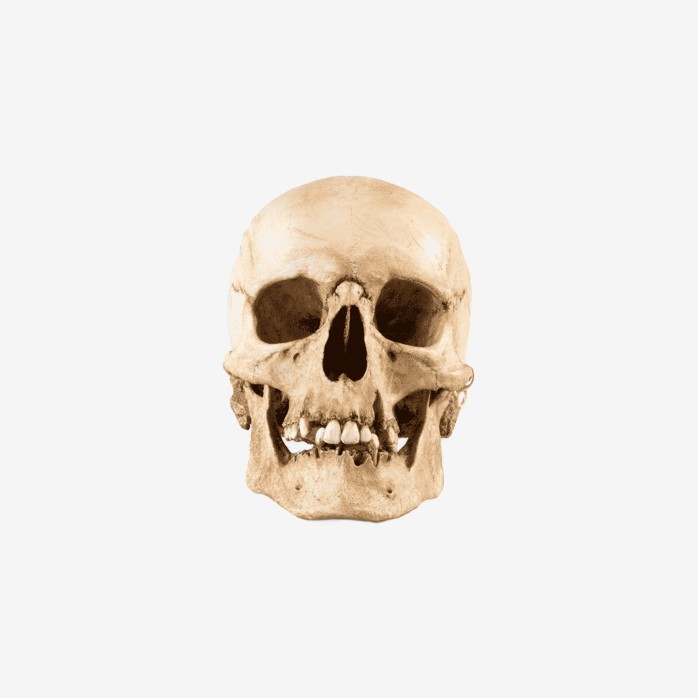 Woman Skull